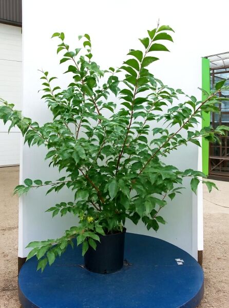 Styrax japonicus, Japanischer Storaxbaum (Schneeglöckchenbaum), 125-150 cm, im Container C20 mit grünem Laub und verzweigten Trieben