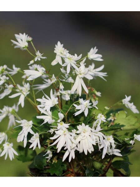 Saxifraga cortusifolia 'Shiranami' / Herbst-Steinbrech