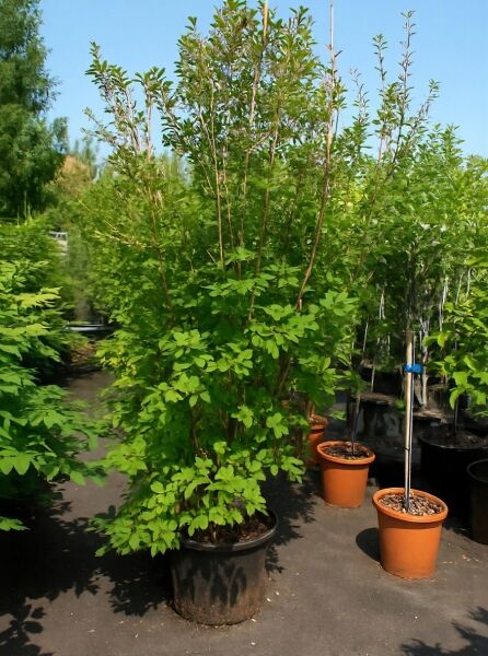 Glockige Prachtglocke (Enkianthus campanulatus) 175-200 cm C50, mehrtriebiger Strauch im Container mit grünem Laub.