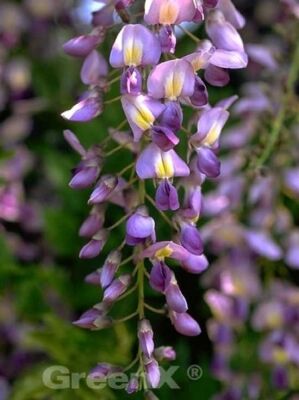 Blauregen / Wisteria gnstig in Top-Baumschulqualitt kaufen
