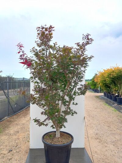 Japanischer Fächer-Ahorn (Acer palmatum) 'O-kagami', mehrstämmiger Ahorn im Container C80, ca. 200–250 cm hoch.