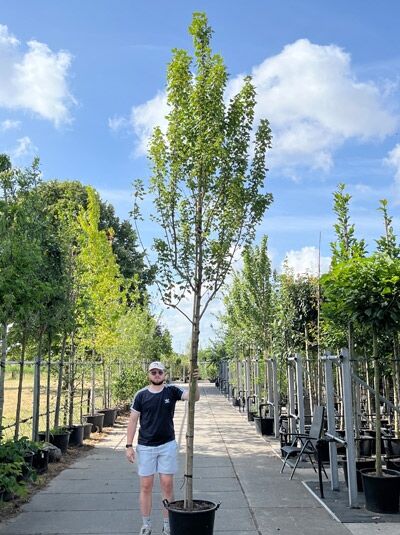 Acer rubrum (Rot-Ahorn) Hochstamm 14-16 StU im Container, schlanker Stamm mit aufrechter Krone und grünem Laub.