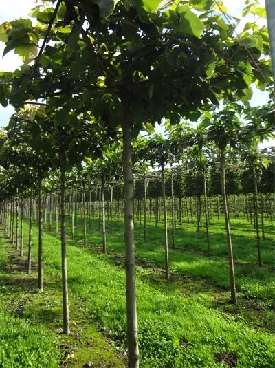 Tilia henryana / Dachform/ Dachspalier / Asiatische Linde / Henrys Linde
