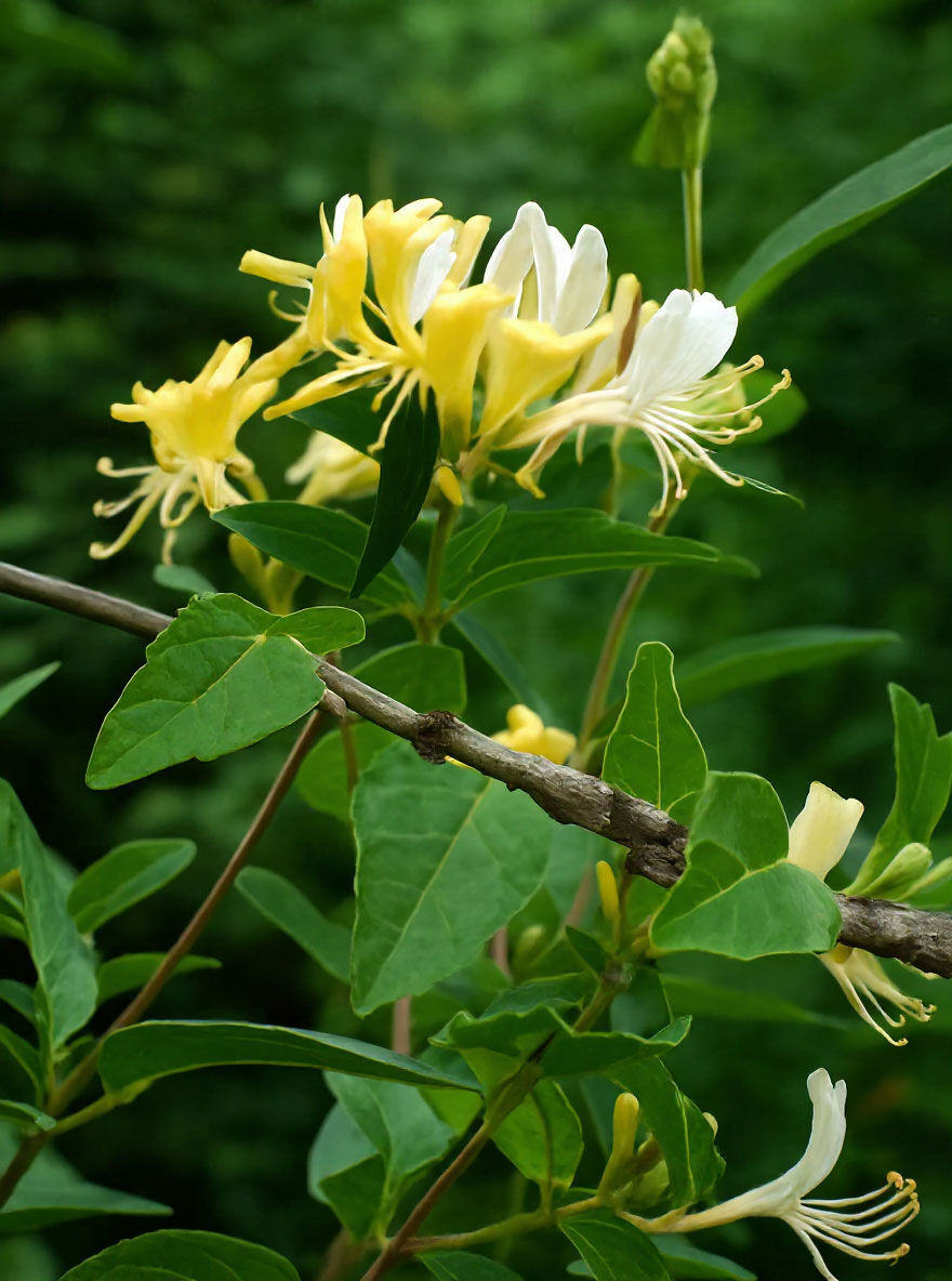 Japanisches Geiblatt 'Halliana' - Lonicera japonica 'Halliana' -  Baumschule NewGarden