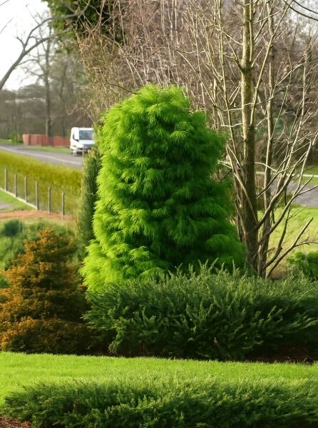 Cryptomeria japonica 'Elegans Viridis' / Sicheltanne 'Elegans Viridis' als immergrüner, kegelförmiger Nadelbaum im Garten.