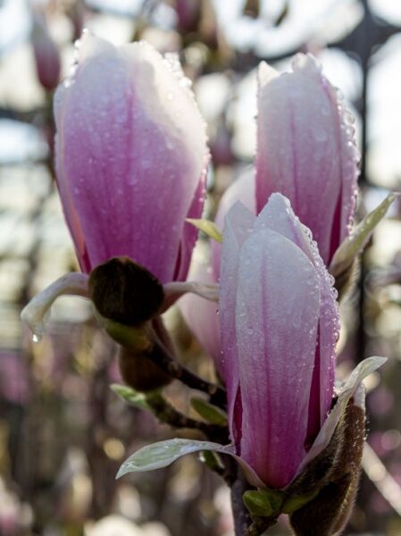 Tulpen-Magnolie `Superba` / Magnolia soulangiana 'Superba'