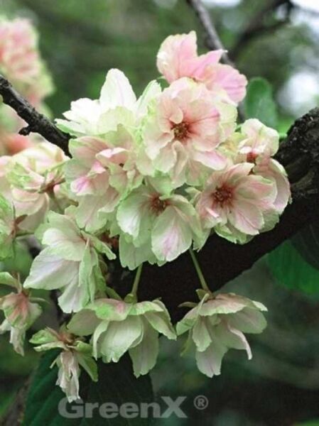 Japanische Zierkirsche 'Ukon' / Prunus serrulata 'Ukon'