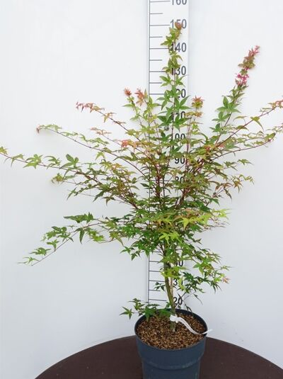 Japanischer Ahorn (Acer palmatum 'Deshojo') im C10-Topf, 80–100 cm, feingelappte grüne Blätter mit rötlichem Austrieb.