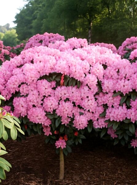 Rhododendron yakushimanum 'Polaris' / Rhododendron 'Polaris' auf Stamm mit runder Krone und vielen rosa Blüten.