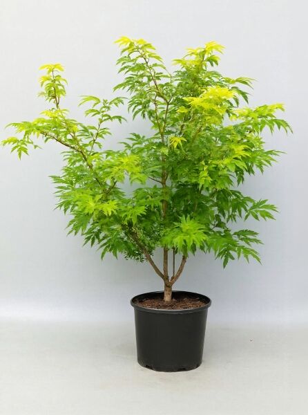 Sambucus racemosa 'Sutherland Gold' / Farnblättriger Goldholunder 'Sutherland Gold', goldgrünes Laub, im Pflanzcontainer C20, 125-150 cm