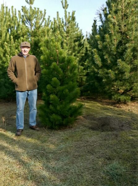 Pinus leucodermis / Schlangenhaut-Kiefer 175-200 cm m. Db., aufrecht wachsender Nadelbaum mit dichtem, grünem Nadelkleid