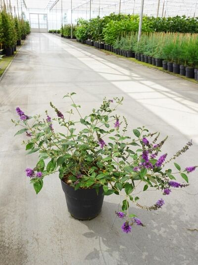 Sommerflieder Buddleja 'Blue Chip'®, Strauch im Topf C7, 60–80 cm, mit violetten Blütenrispen und grünem Laub