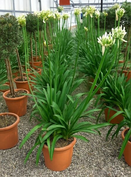 Agapanthus umbellatus 'Albus' / Schmucklilie 'Albus' C15 im Topf, mit langen grünen Blättern und weißen Blütenständen.