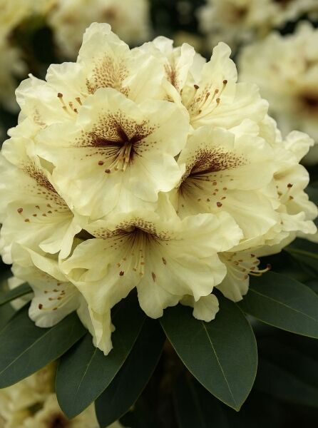 Rhododendron Hybride 'Lusaka' (Rhododendron 'Lusaka'), cremegelbe Blüten mit brauner Zeichnung, Laubblätter sichtbar.