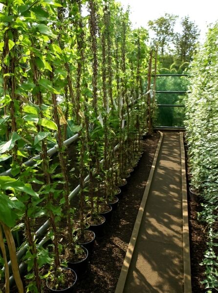 Lonicera japonica 'Halliana' / Japanisches Geißblatt 'Halliana' 175–200 cm C7, Kletterpflanzen im Topf am Spalier gezogen