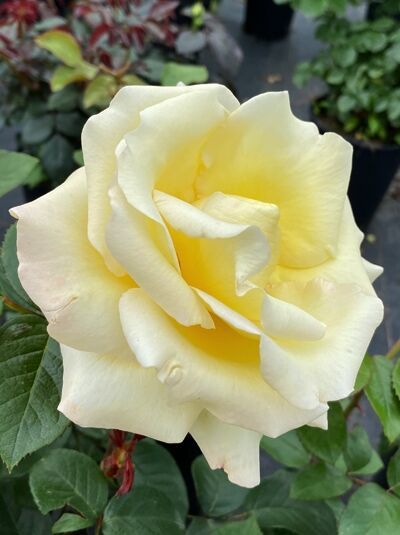 Edelrose 'Avec Amour' ® / Edelrose 'Avec Amour' ®