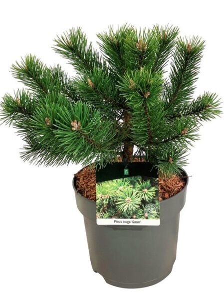 Kugel-Kiefer 'Mops' / Pinus mugo 'Mops'