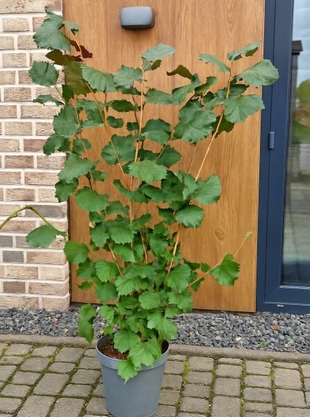 Rotblättrige Zellernuss Corylus avellana 'Rote Zellernuss', mehrtriebiger Strauch im Topf, ca. 100–125 cm, C12