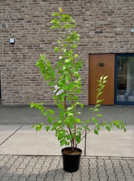 Prunus serrulata 'Kanzan' (Japanische Blütenkirsche/Japanische Nelken-Kirsche), 175–200 cm, im Container C35, belaubt.