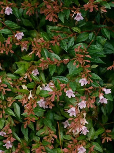 Abelia grandiflora 'Sherwood' mit grünen Blättern und hellrosa Blüten, Großblumige Abelie in natürlicher Detailaufnahme.