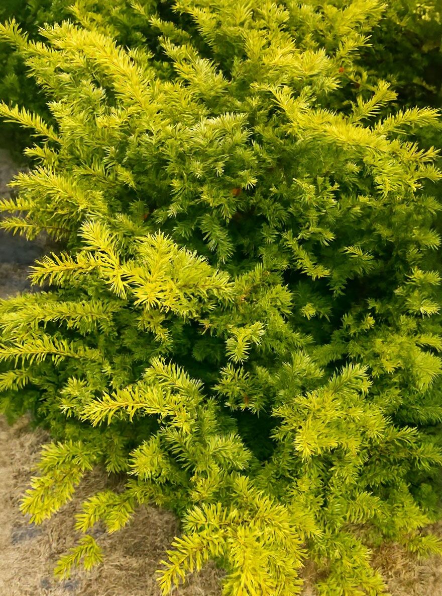 fargesia 150 cm Bambus Jumbo (Fargesia murieliae 'Jumbo') | 150-175 cm im Topf main image 1