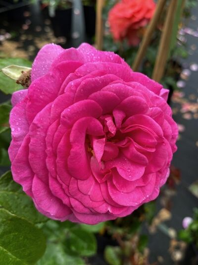 Rosa 'Ozeana' / Kletterrose 'Ozeana' mit gefüllter, pinkfarbener Blüte und grünen Blättern, Nahaufnahme