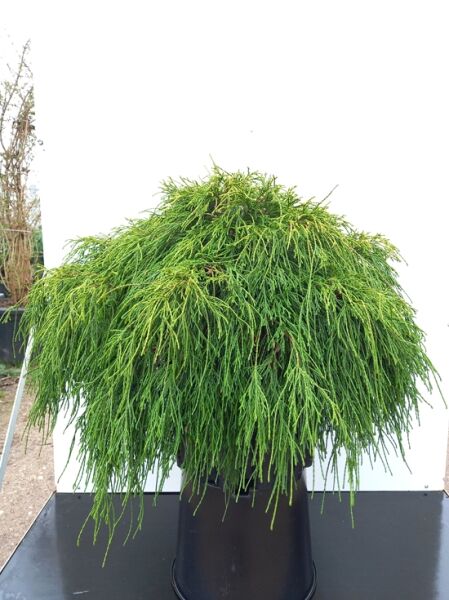 Gelbe Fadenzypresse 'Sungold' / Chamaecyparis pisifera 'Sungold'