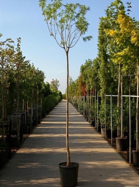 Chitalpa tashkentensis (Schmalblättriger Trompetenbaum/Baumoleander) Hochstamm 10-12 StU im Container mit schmalem Laubkranz