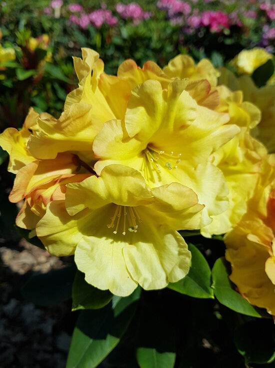 Rhododendron 'Junigold' - Rhododendron Hybride 'Junigold' - Baumschule  NewGarden