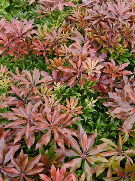 Pieris japonica 'Mountain Fire' / Japanische Lavendelheide 'Mountain Fire'
