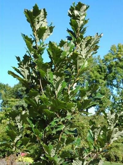 Säuleneiche 'Regal Prince' / Quercus warei 'Regal Prince'