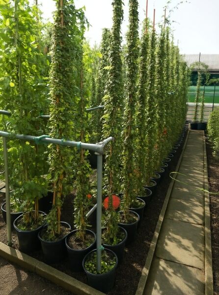 Efeu Goldheart (Hedera helix 'Goldheart') 175-200 cm C10, als hohe, aufrechte Rankpflanze im Topf im Reihenbestand.