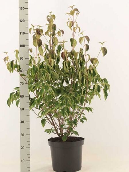 Japanischer Blumen-Hartriegel (Cornus kousa) im Topf C12, ca. 80–100 cm, mehrtriebiger Strauch mit grünem Laub