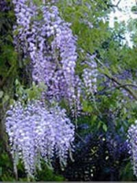 Japanischer Blauregen 'Eranthema' / Wisteria floribunda 'Eranthema'