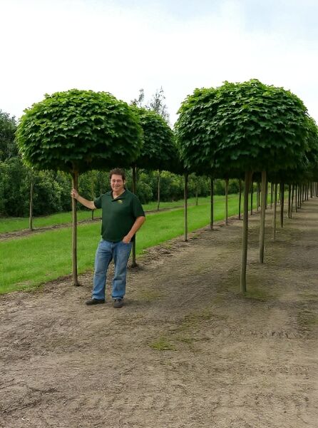 Acer platanoides 'Globosum' / Kugel-Ahorn, Kugelbaum ca. 225 cm, Stamm 25–30 StU, mit kugelförmiger Krone im Feldbestand.