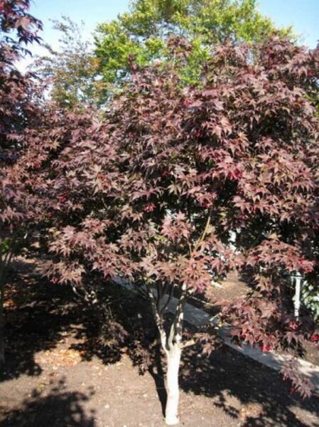 Japanischer Blut-Ahorn Acer palmatum 'Bloodgood' 200-250 cm m. Db., mehrstämmiger Baum mit dunkelrotem, fächerförmigem Laub