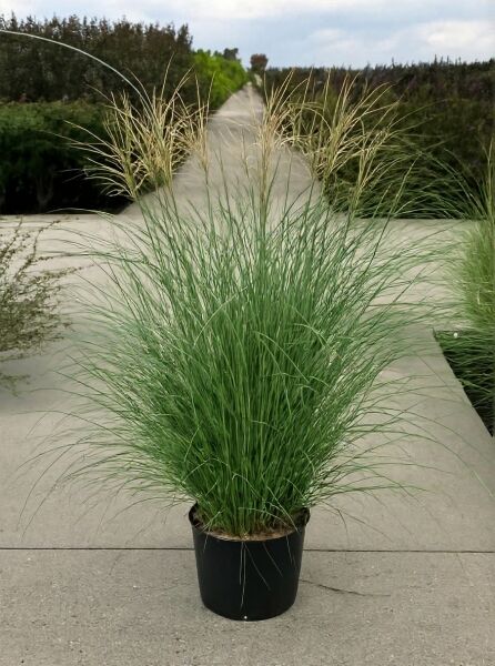 Miscanthus sinensis 'Morning Light' / Weißbuntes Chinaschilf 'Morning Light' 100-125 cm C20 im Topf mit feinen Halmen und Rispen