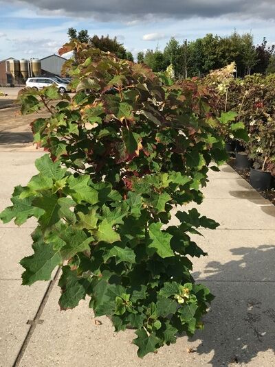 Hydrangea quercifolia / Eichblättrige Hortensie 100-125 cm C20 im Topf, mehrtriebiger Strauch mit großen, eichenblattähnlichen Blättern.