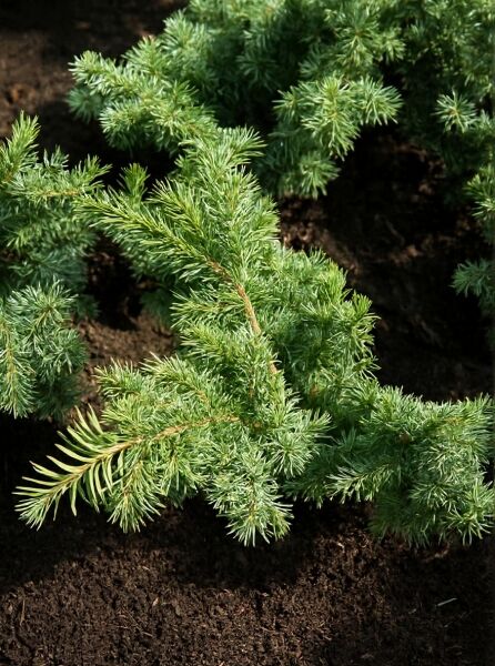 Pseudotsuga menziesii 'Fletcheri' / Zwerg-Douglasfichte 'Fletcheri', grüner Zwerg-Nadelstrauch mit dichtem, buschigem Wuchs.