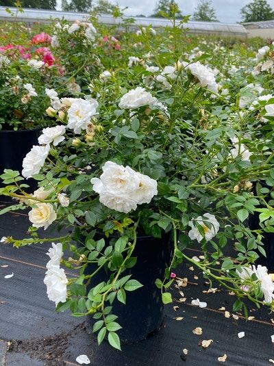 Bodendeckerrose Rosa 'Bienenweide ® Weiß' C5 mit weißen, gefüllten Blüten und grünem Laub im Pflanztopf.