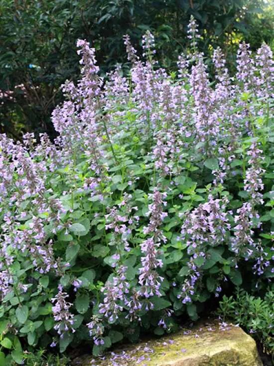 Katzenminze / Nepeta Dropmore