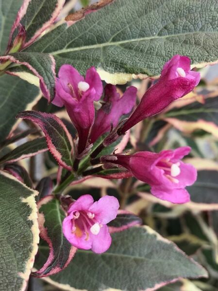 Liebliche Weigelie / Weigela florida ®' kaufen