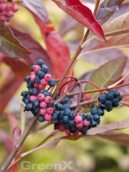Viburnum nudum 'Pink Beauty' / Schneeball 'Pink Beauty'