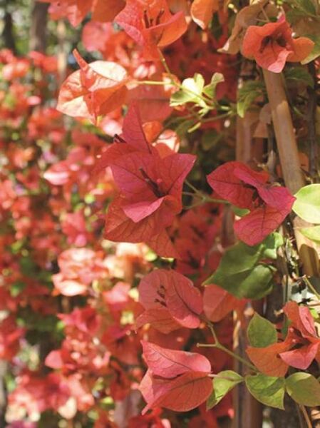 Drillingsblume 'Terracotta' / Bougainvillea 'Terracotta' / Bougainvillea 'Terracotta'
