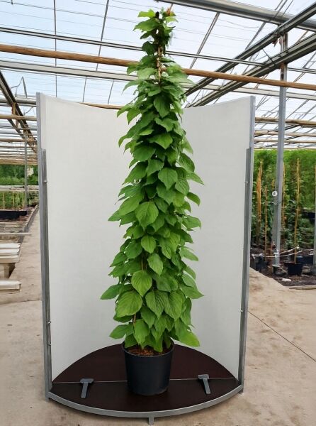 Buntblättrige Kiwi (Actinidia kolomikta) Scharfzähniger Strahlengriffel, rankend am Stab, 175–200 cm, C20-Topf.