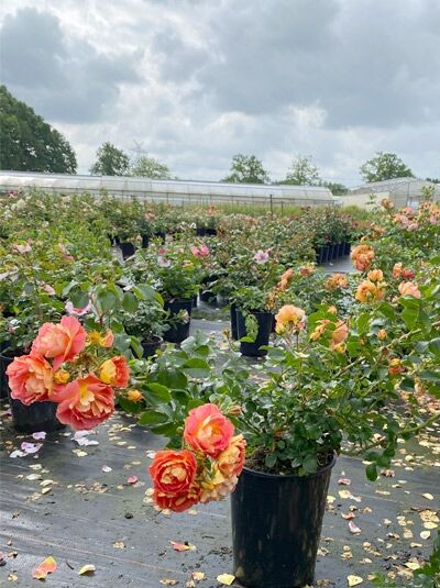 Bodendeckerrose Rosa 'Bienenweide ® mango' im C5-Topf, buschiger Wuchs mit orange-rosa Blüten und grünem Laub.