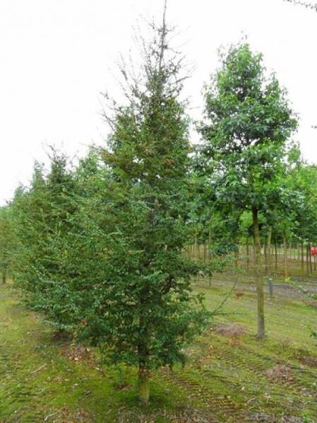 Antarktische Scheinbuche / Antarktische Scheinbuche