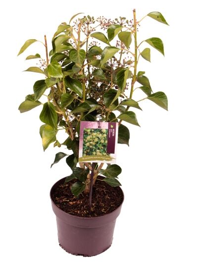 Strauch-Efeu 'Arborescens' / Hedera helix 'Arborescens'