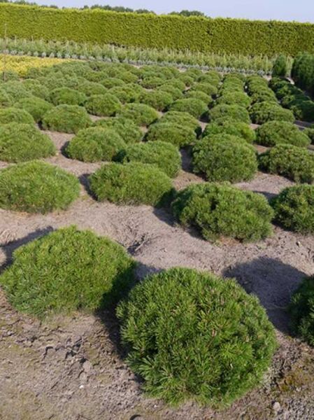Pinus mugo pumilio / Zwerg-Kiefer 60-80 cm (breit) m. Db., kugelige Solitärpflanzen in Reihen auf dem Feld