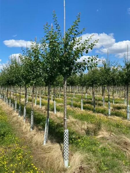 Prunus domestica 'Priesterkes' / Pflaume 'Priesterkes' Hochstamm 14-16 StU mit Drahtballen, Baum mit grünen Blättern